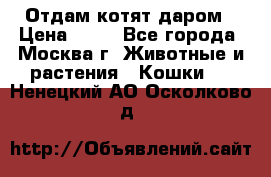 Отдам котят даром › Цена ­ 10 - Все города, Москва г. Животные и растения » Кошки   . Ненецкий АО,Осколково д.